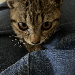 甘えん坊のキジトラちゃん