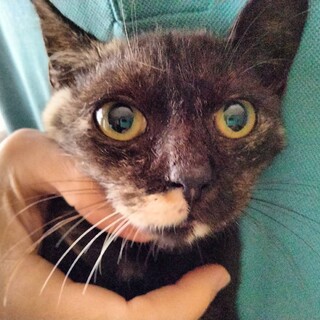 べた慣れ、大人しい、おしゃれ柄のさびちゃん4か月