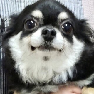 チワワの女の子