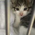 生後１ヶ月ぐらいの猫だと思います