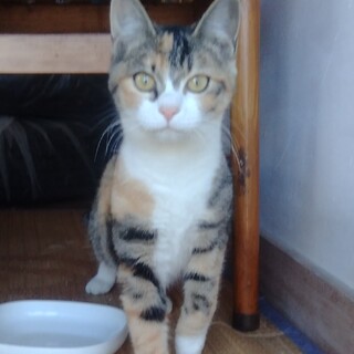 可愛い三毛猫ちゃんの里親募集！