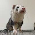 フェレット3匹