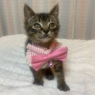 ２ヶ月のかまってちゃん♡