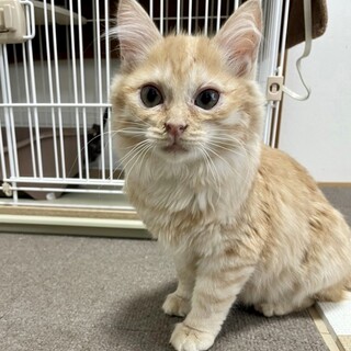 多頭崩壊救ママ出産★チンチラゴールデンソーダちゃん