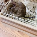 デグー（メス）ノーマルカラー
