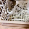 デグー（メス）ノーマルカラー サムネイル2