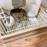 デグー（メス）ノーマルカラー サムネイル3