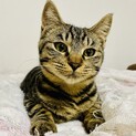 猫にも人にも優しい、おっとりしたキジトラの男の子！