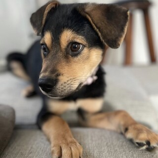 穏やか仲良し子犬☆ムーチョ♂3か月