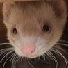 フェレットの里親を募集します サムネイル2