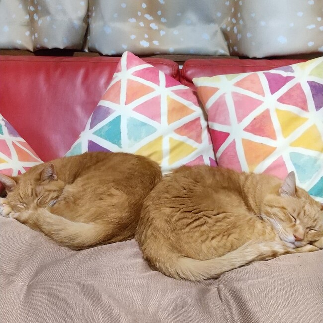 みやのパーコのカバー写真