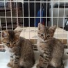 2匹のキジトラ オス2ヶ月 サムネイル2