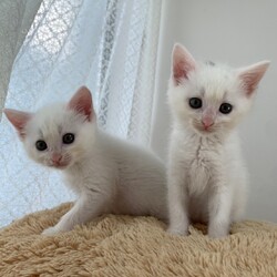 第185回　にゃん☆ぴーす猫譲渡会