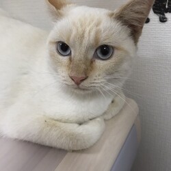 第185回　にゃん☆ぴーす猫譲渡会 サムネイル2