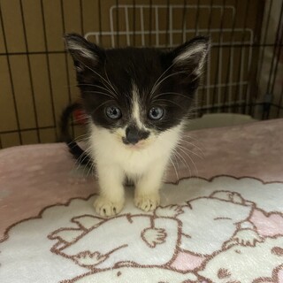 ちぃちちゃん、小さくて可愛いところが長所なの