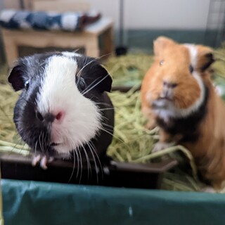 モルモット2匹　(メス3歳)(黒・茶) 