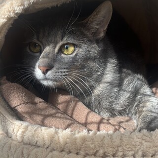 5.6ヶ月のオス猫君！ワクチン、去勢手術済み！