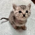 人懐こい子猫グレイスくん
