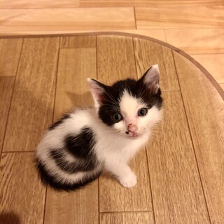 ありがとうございました★小さな白黒ルルちゃん