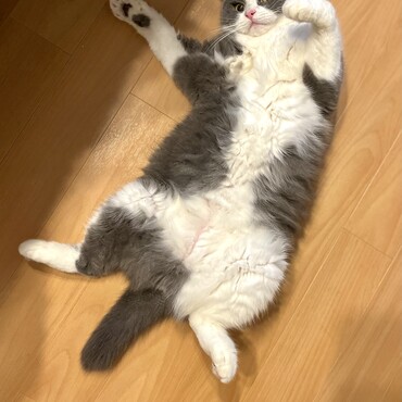 かまってにゃーん