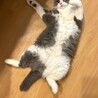 かまってにゃーん
