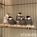 レスキュー文鳥たちの里親募集