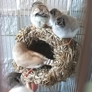 キンカチョウの幼鳥