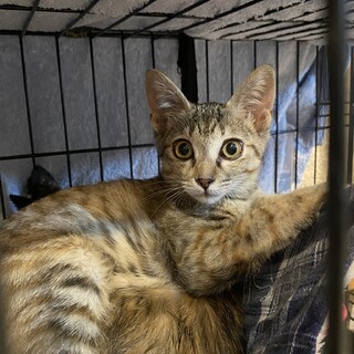 麦わら猫　きらり♀7か月くらい