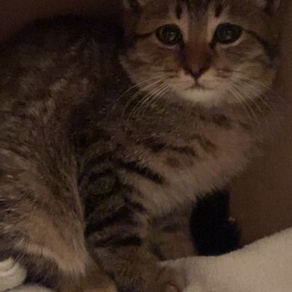 生後約2ヶ月の大人しい男の子です♪