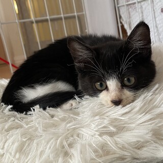 トライアルが決定はちわれの白黒男の子