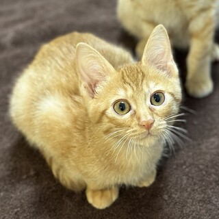 はちみつ色のスイートボーイ！生後3ヶ月