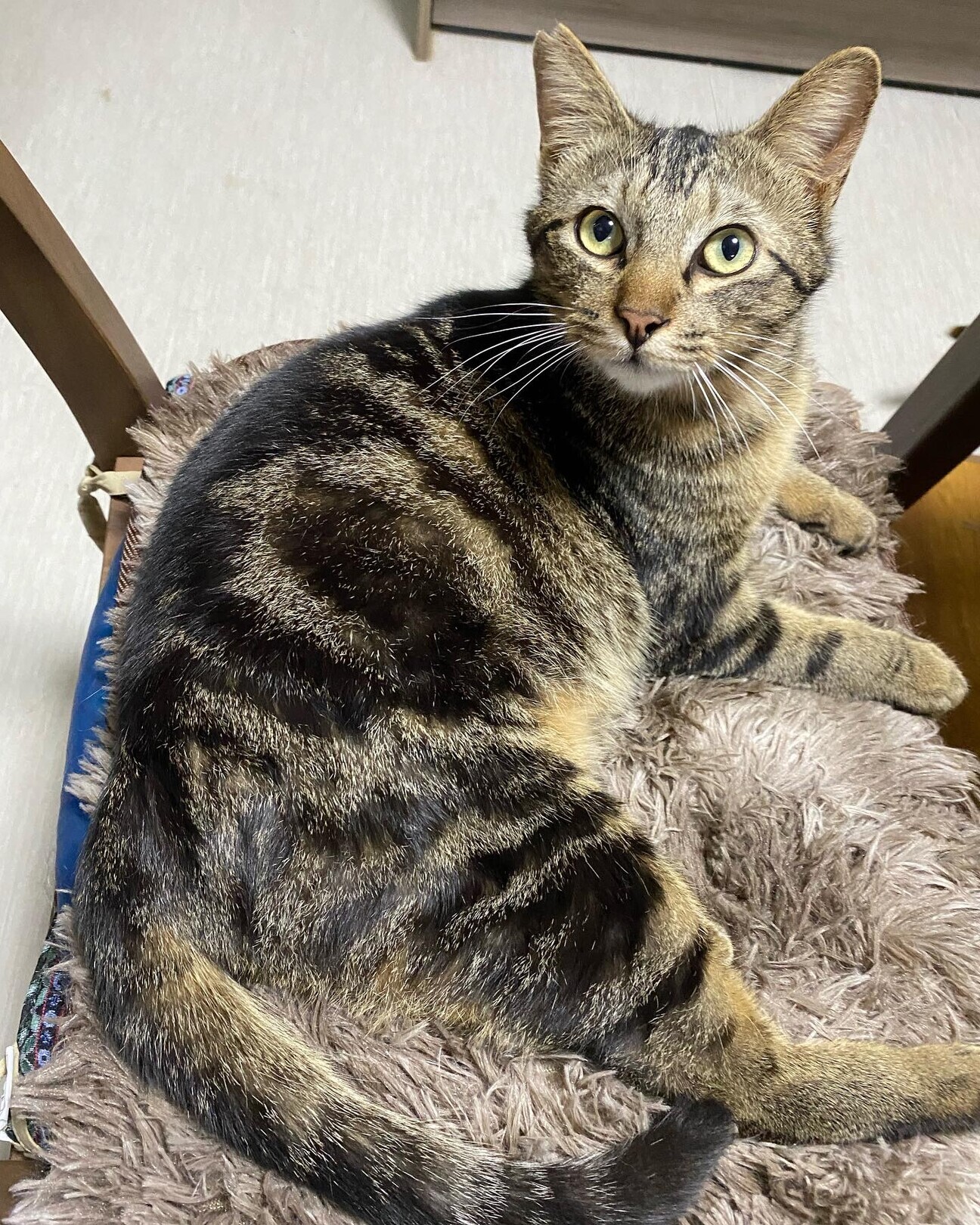 アメショ柄 甘え上手なう」東京都 - 猫の里親募集(438591) 1枚目の