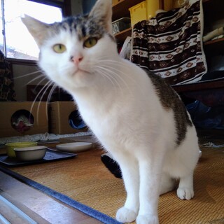 元気なオス猫ちゃんの里親募集！