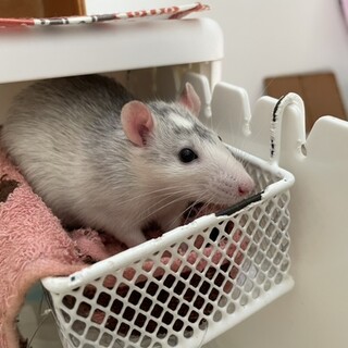 ファンシーラット♂3ヶ月【終了しました】 