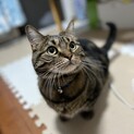 とても可愛らしいマンチカンの男の子です。