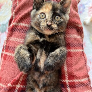 12/4稲毛ෆ⃛ふわ可愛いෆ⃛ピッコロちゃん