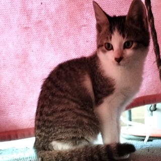 ボンネットに隠れて来た女の子！