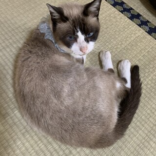 不適切飼育から救出した、穏やかな大人猫です。