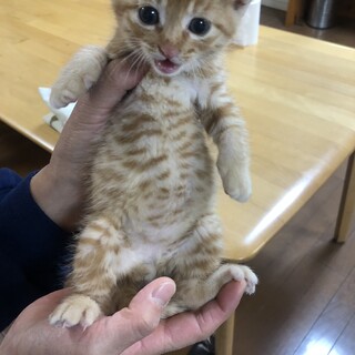 1ヶ月子猫（♂）