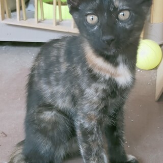 サビ猫の可愛い女の子❣️