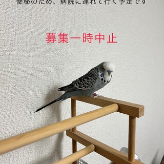 1歳のおとなしい大型セキセイインコちゃん　性別不明