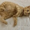 【里親さん募集】元気で可愛い茶トラの女の子 サムネイル2