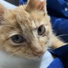 【里親さん募集】元気で可愛い茶トラの女の子 サムネイル4