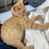 【里親さん募集】元気で可愛い茶トラの女の子 サムネイル5