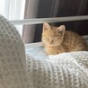 【里親さん募集】元気で可愛い茶トラの女の子 サムネイル6