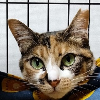 お手をする猫です。