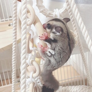 フクロモモンガ　男の子です♡