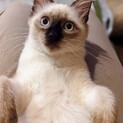 シャム柄可愛いシャーロットちゃん