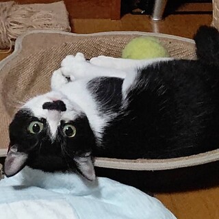 綺麗な毛並みのオスナちゃん♀