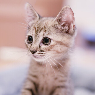 甘えん坊♪元気いっぱいキジトラの女の子！